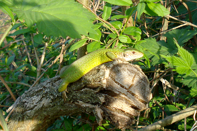 Lacerta viridis