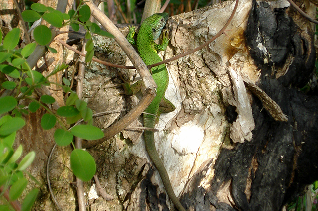 Lacerta viridis