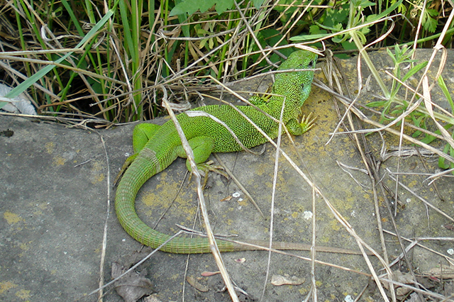 Lacerta viridis