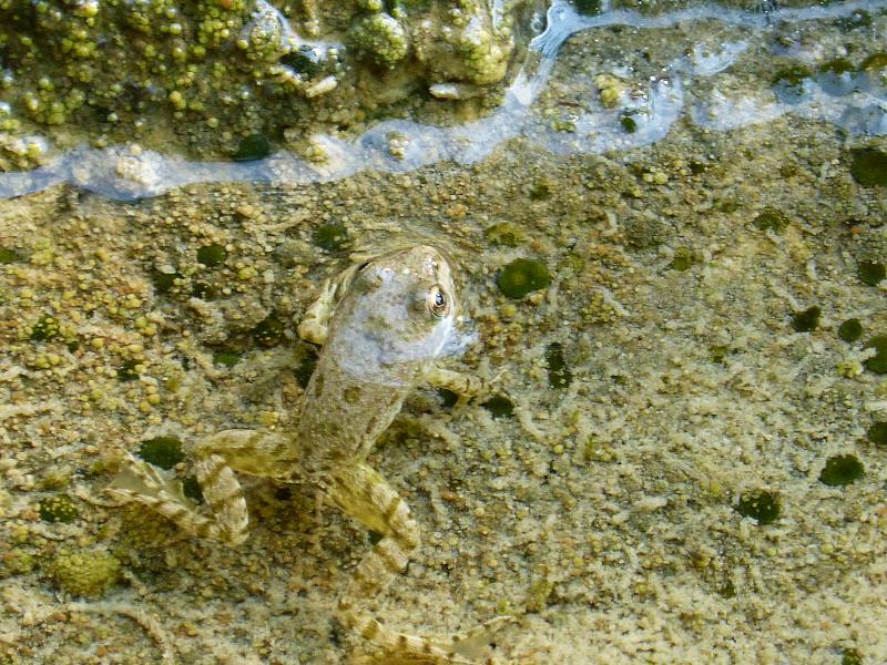 Pelophylax ridibundus