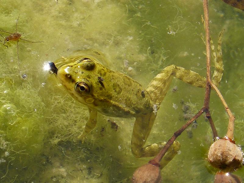 Pelophylax ridibundus