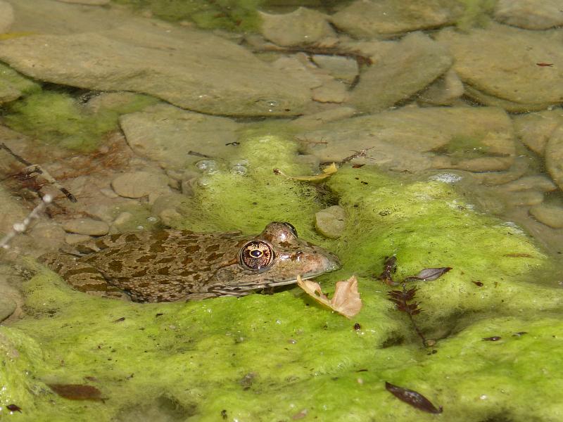 Pelophylax ridibundus