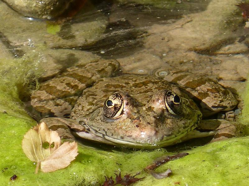 Pelophylax ridibundus