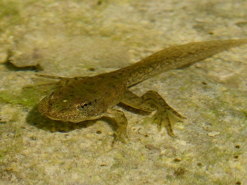 Pelophylax ridibundus