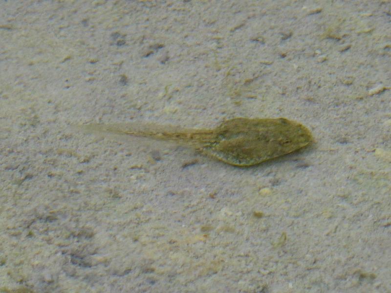 Pelophylax ridibundus