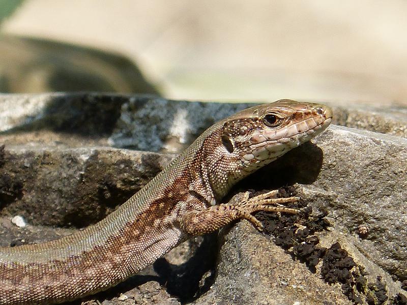 Podarcis muralis