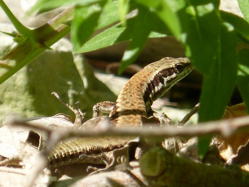 Podarcis muralis