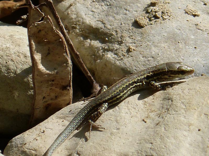 Podarcis muralis