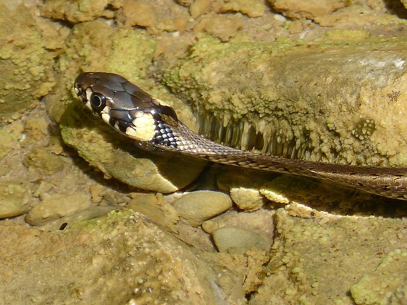 Natrix natrix