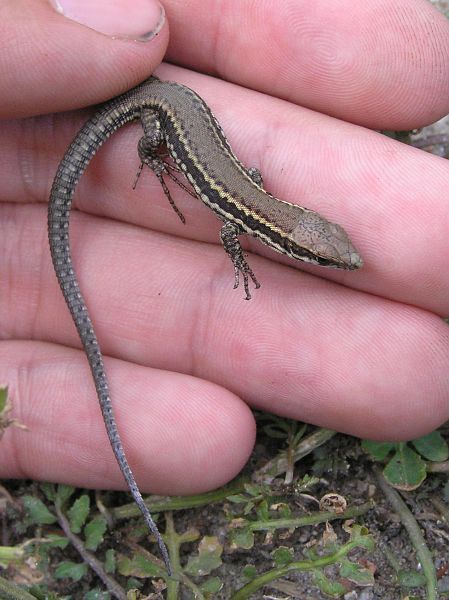 Podarcis muralis