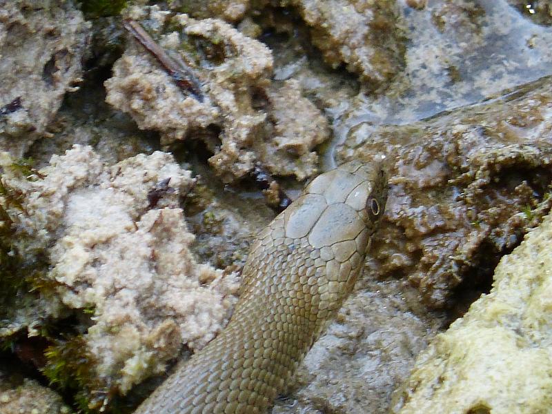 Natrix tessellata