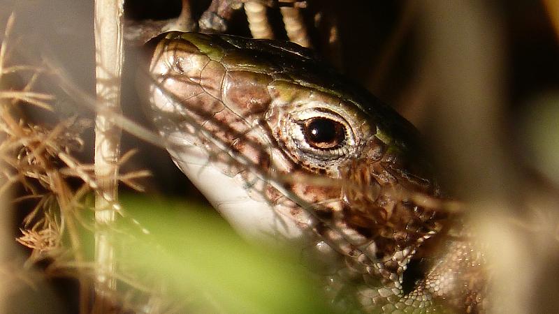 Lacerta viridis