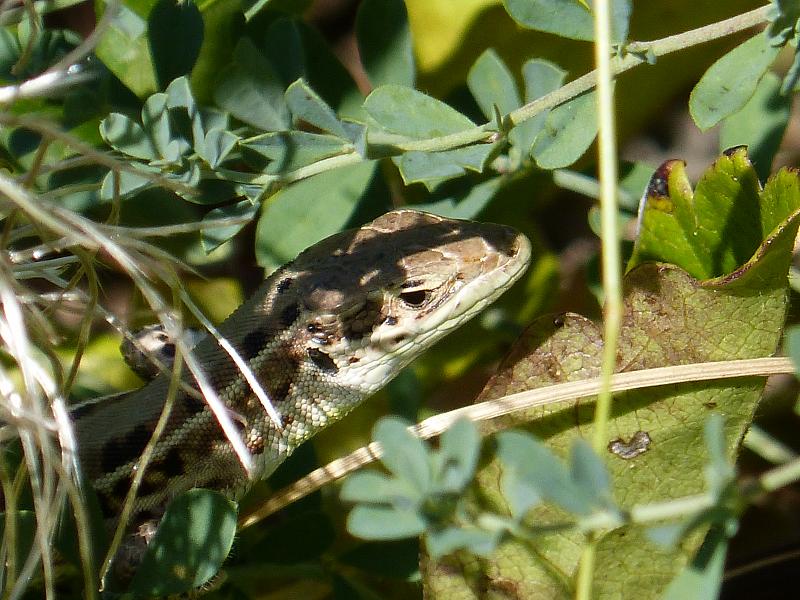 Podarcis tauricus