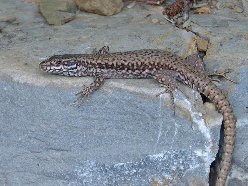 Podarcis muralis