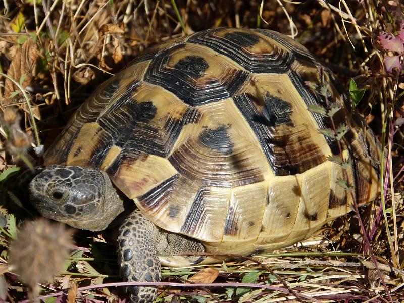 Testudo graeca