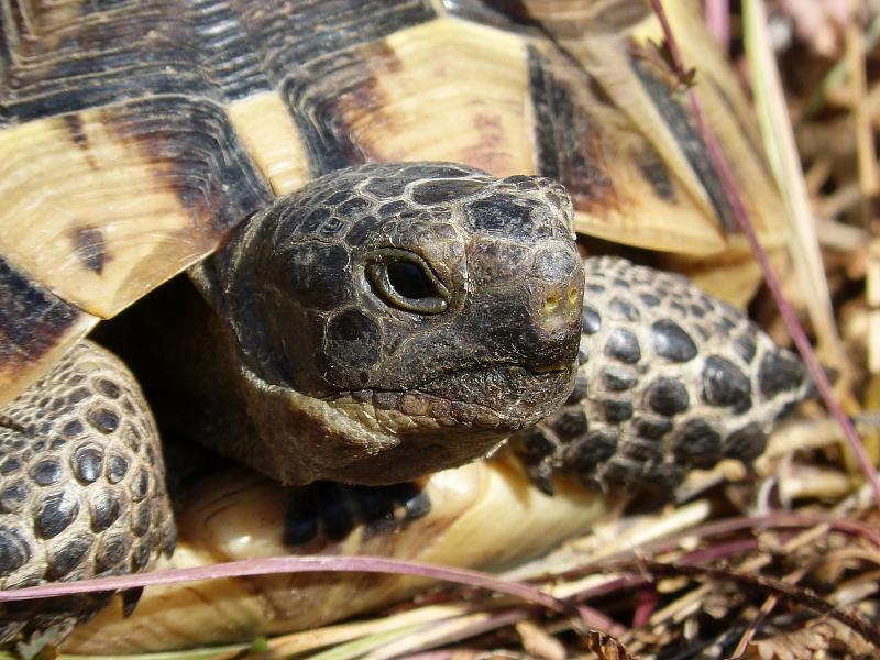 Testudo graeca