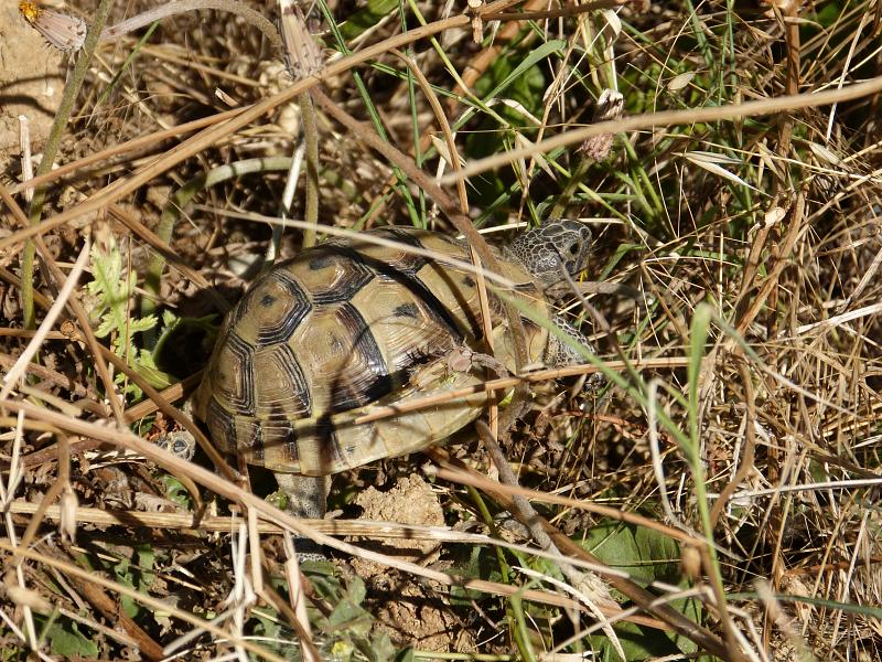 Testudo graeca