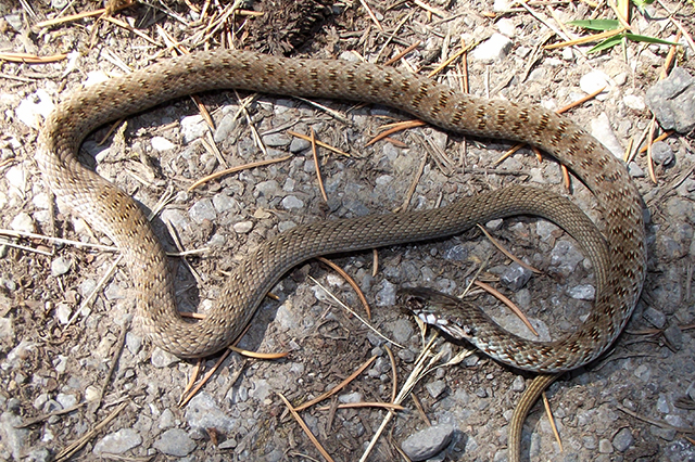 Dolichophis caspius