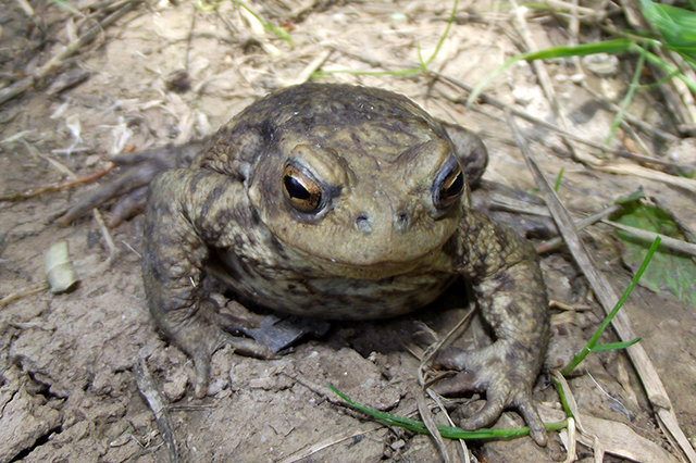 Bufo bufo