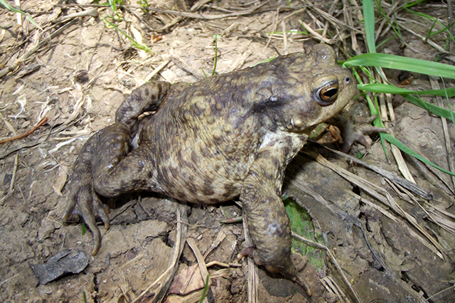 Bufo bufo