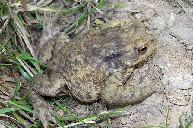 Bufo bufo