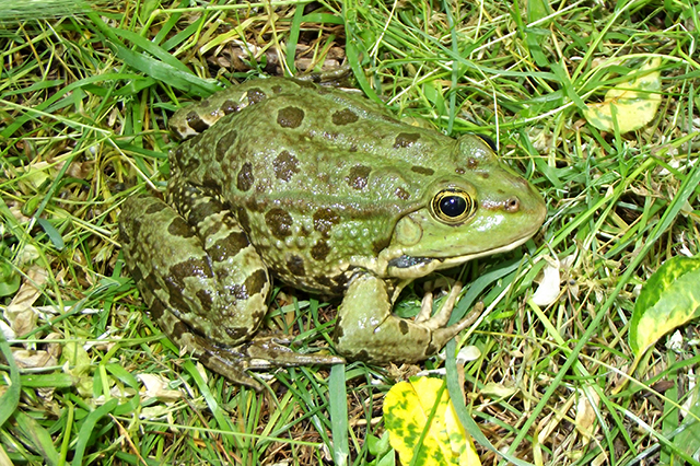 Pelophylax ridibundus