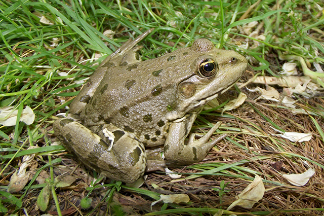 Pelophylax ridibundus