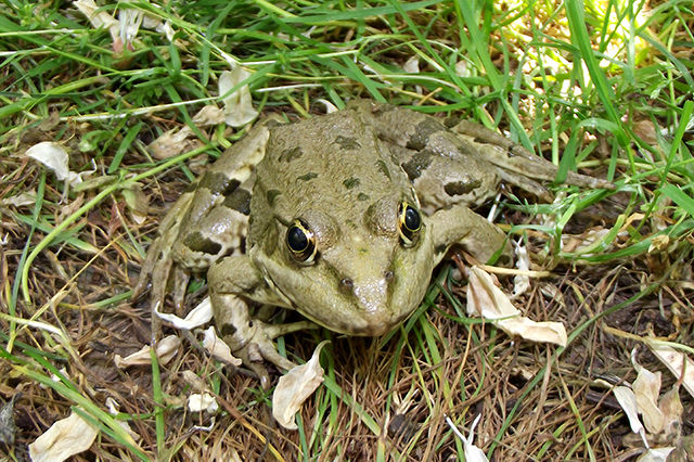 Pelophylax ridibundus