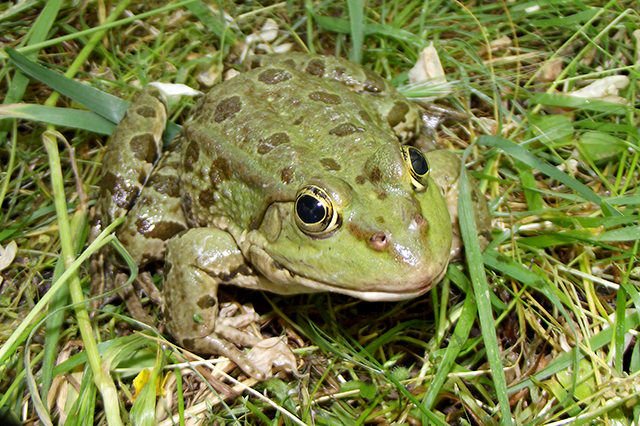 Pelophylax ridibundus