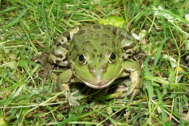 Pelophylax ridibundus