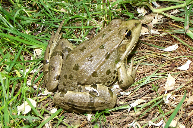 Pelophylax ridibundus