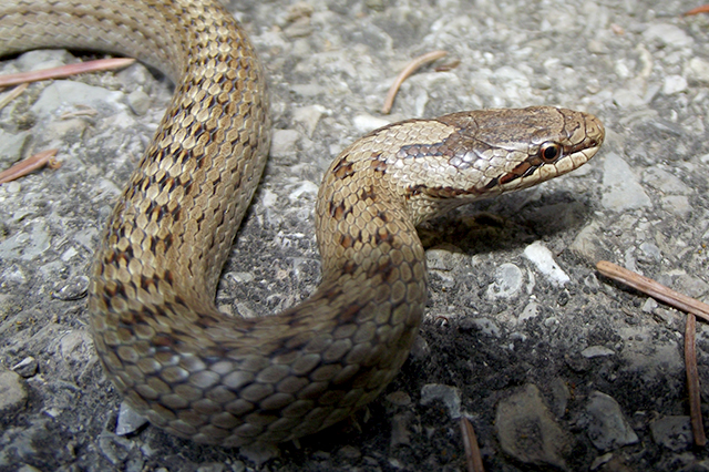 Coronella austriaca