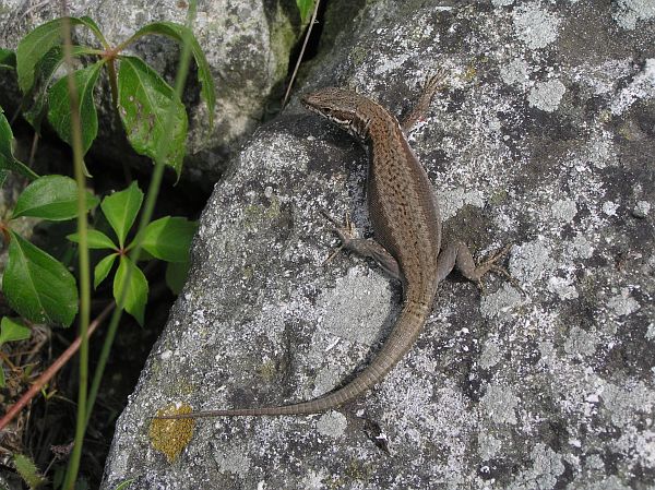 Podarcis muralis