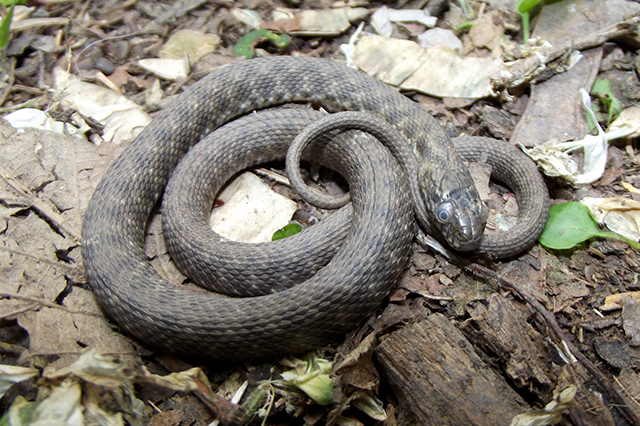 Natrix tessellata