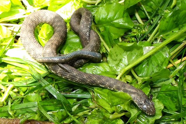 Natrix tessellata