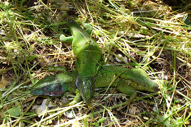 Lacerta viridis