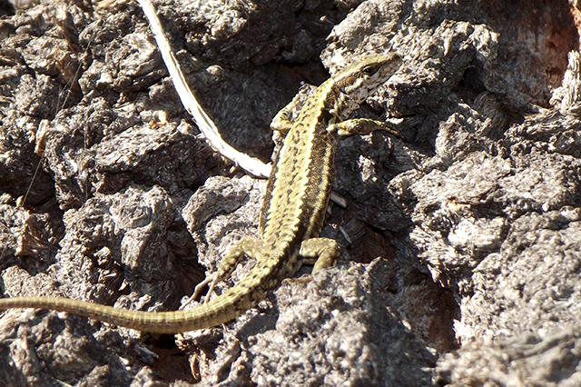 Podarcis muralis