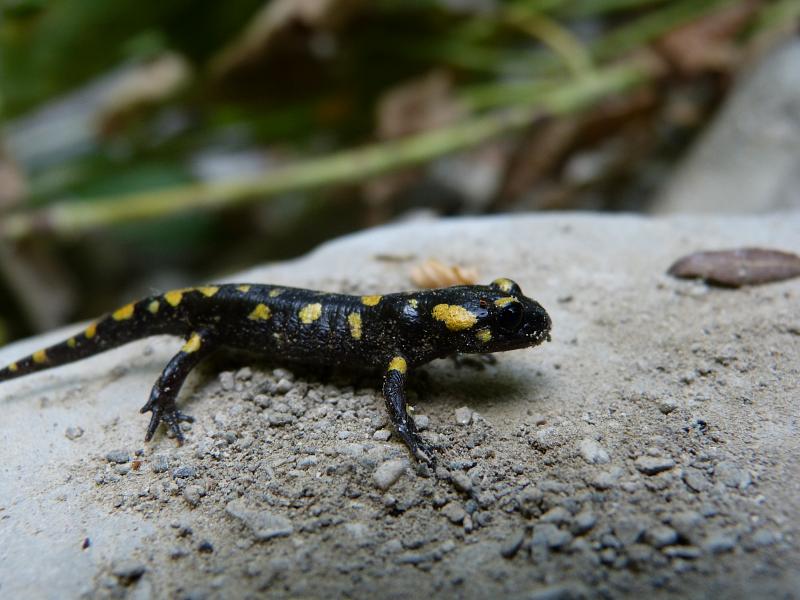 Salamandra salamandra