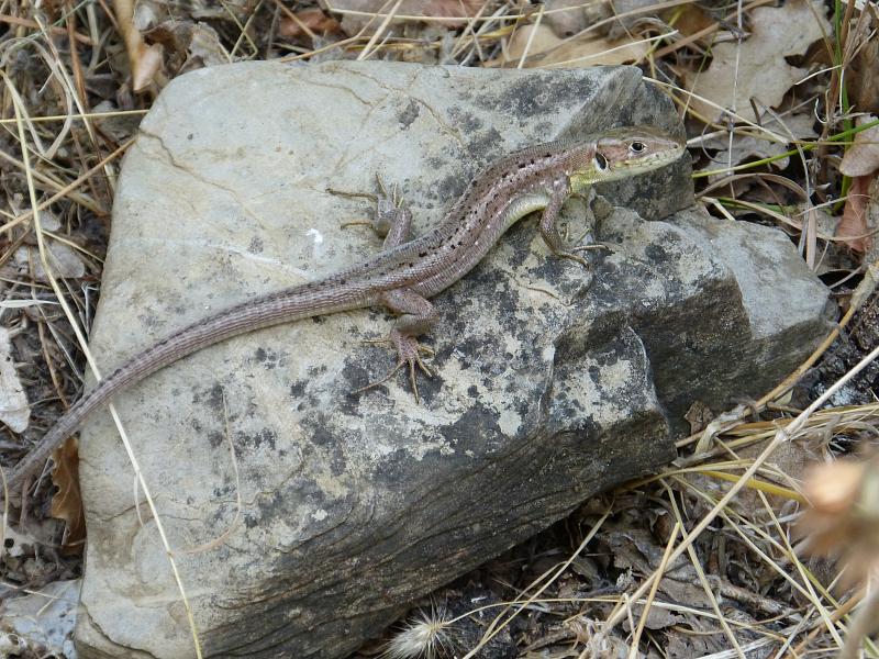 Lacerta viridis