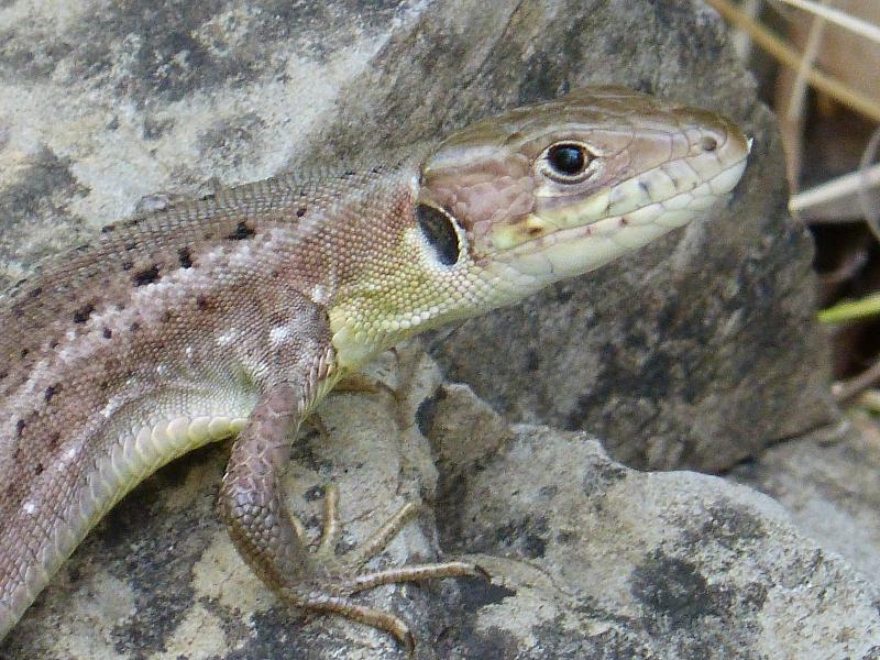 Lacerta viridis