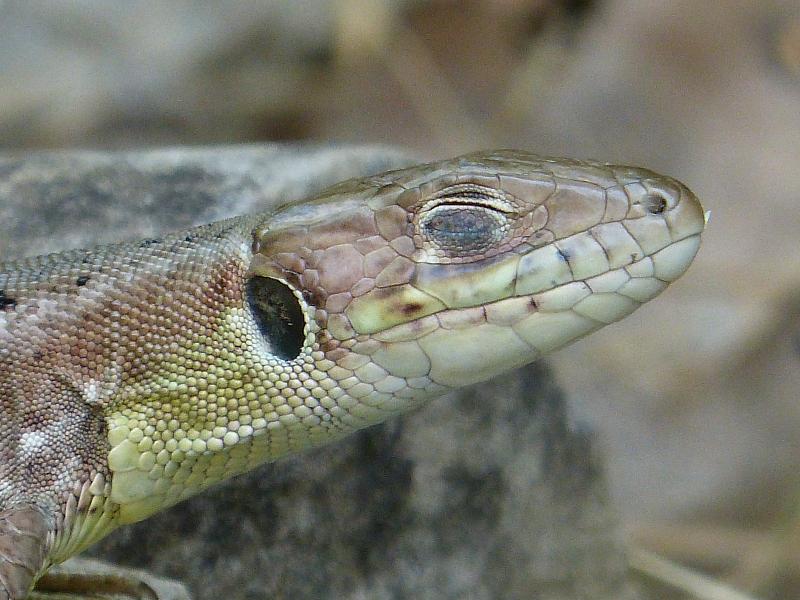 Lacerta viridis