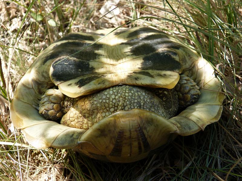 Testudo hermanni