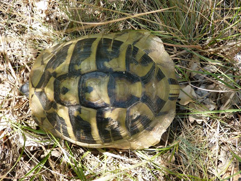 Testudo hermanni