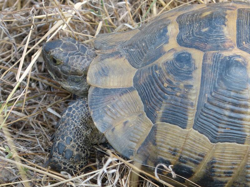 Testudo graeca