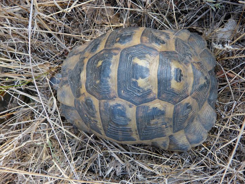 Testudo graeca