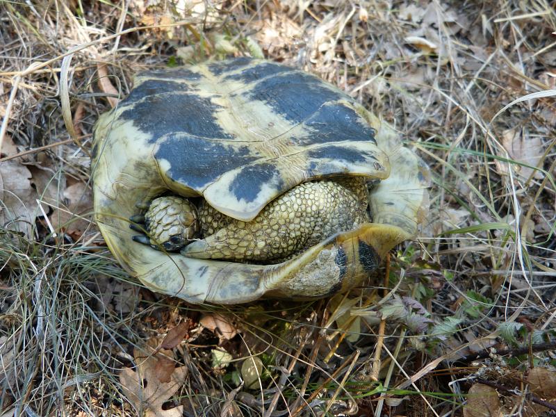 Testudo hermanni