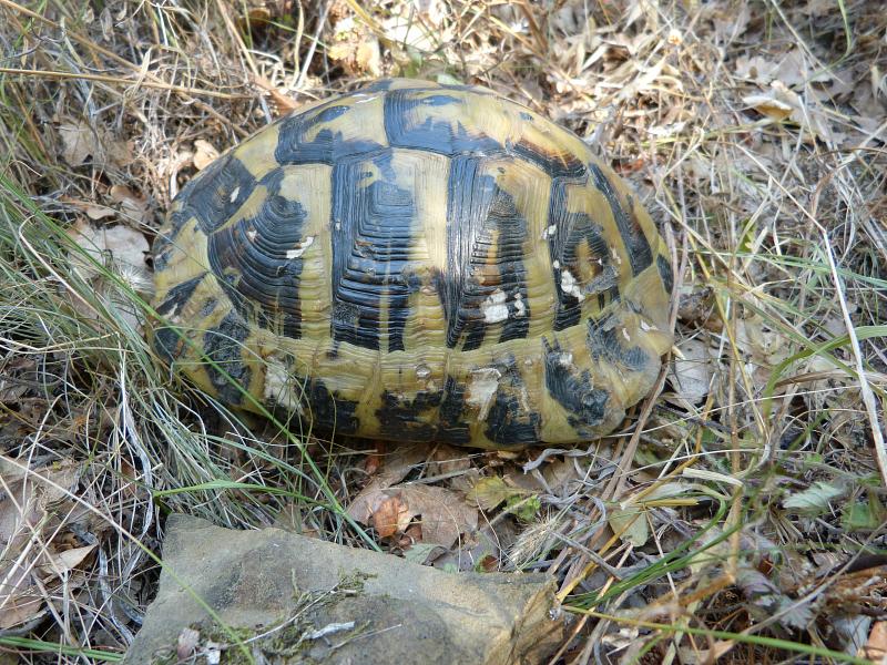 Testudo hermanni