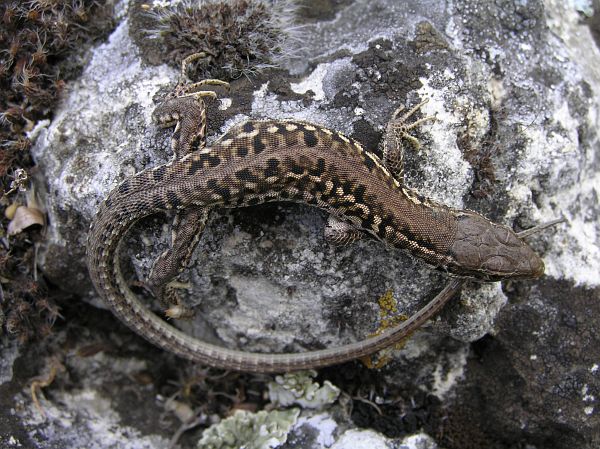 Podarcis tauricus