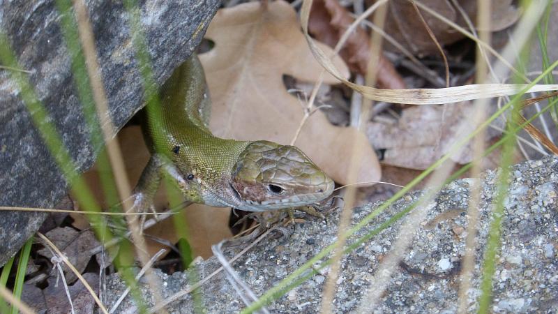 Lacerta viridis