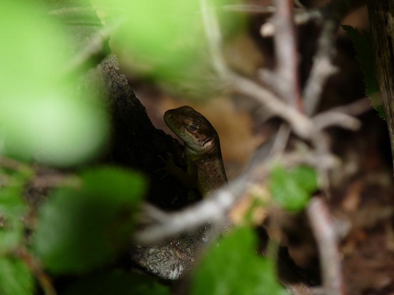 Lacerta viridis